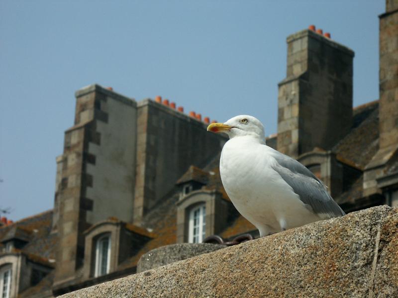 PICT4833.JPG - Goéland - vigie sur les muraille de Saint Malo